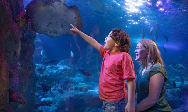 SEA LIFE Grapevine Aquarium