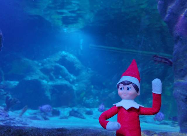 The Sea Star Search with The Elf on the Shelf