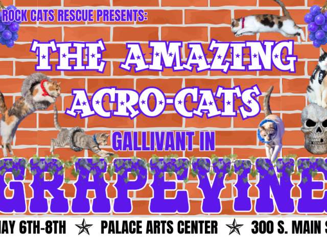 Rock Cats Rescue presents The Amazing Acro-Cats!