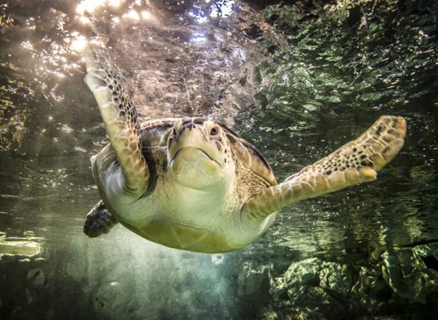 Splash Into Last-Minute Summer Savings at SEA LIFE Grapevine