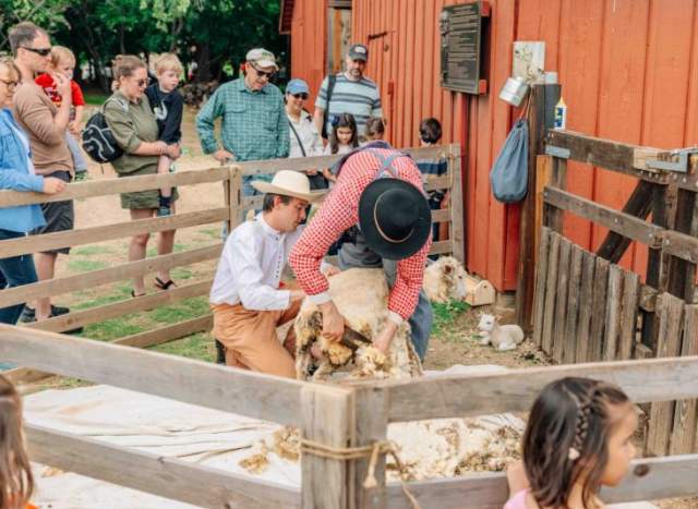 First Fridays at The Farm - Sheep to Shawl
