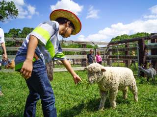 A child feeding a sheep at Historic Nash Farm in Grapevine, Texas