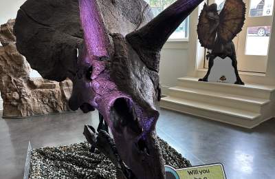 Triceratops head in Be The Dinosaur exhibit in Grapevine, Texas