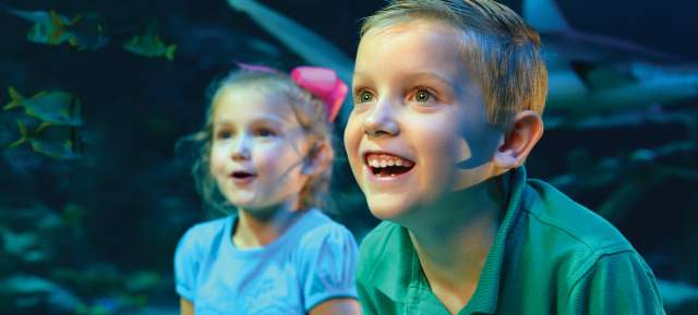 Kids enjoying SEA LIFE Grapevine Aquarium at Grapevine Mills in Grapevine, Texas