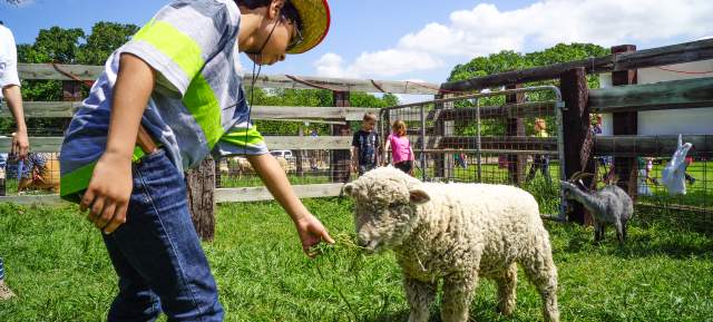 A child feeding a sheep at Historic Nash Farm in Grapevine, Texas