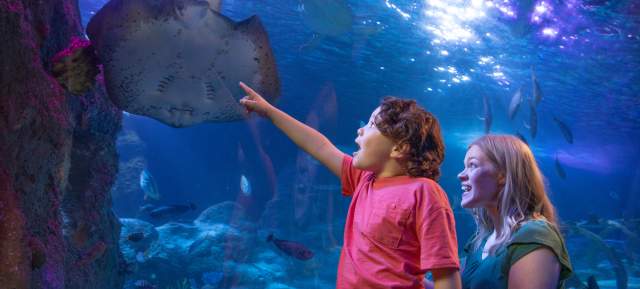 Sea Life Grapevine