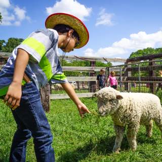 A child feeding a sheep at Historic Nash Farm in Grapevine, Texas