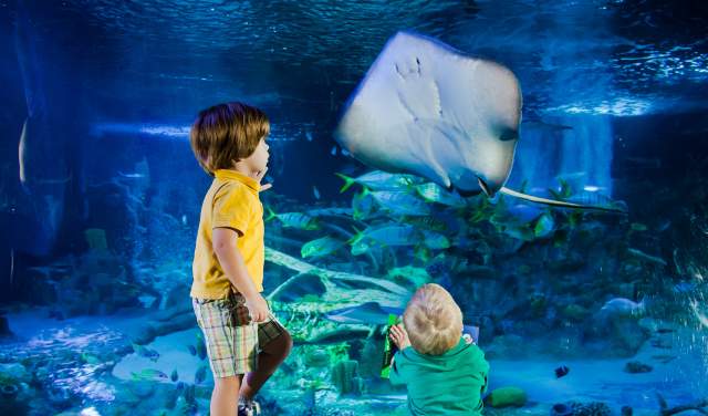 Sea Life Grapevine Aquarium