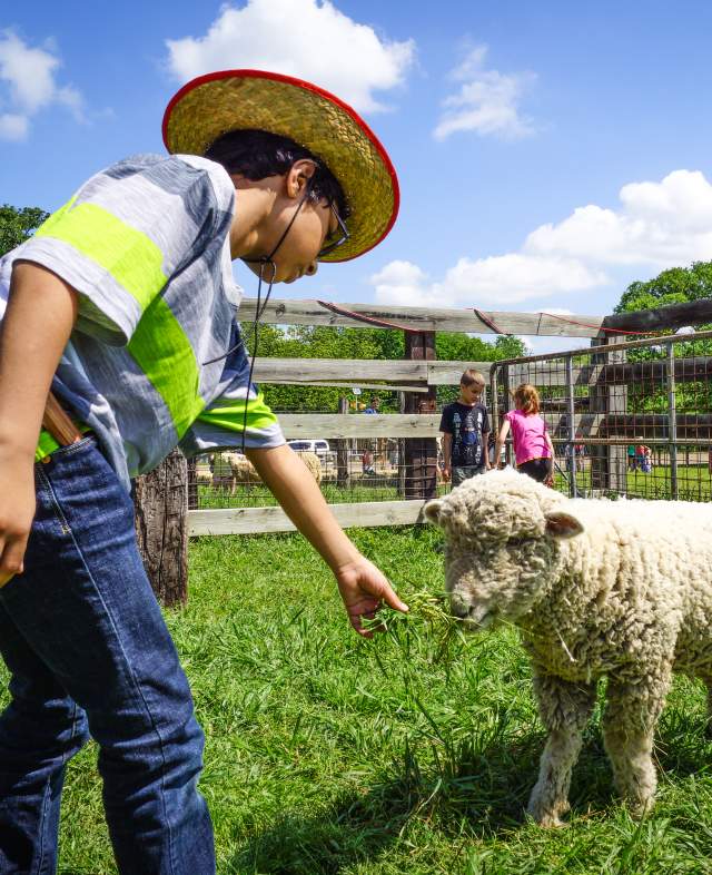 A child feeding a sheep at Historic Nash Farm in Grapevine, Texas