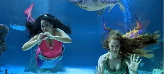 Mermaids swimming in tank at SEALIFE