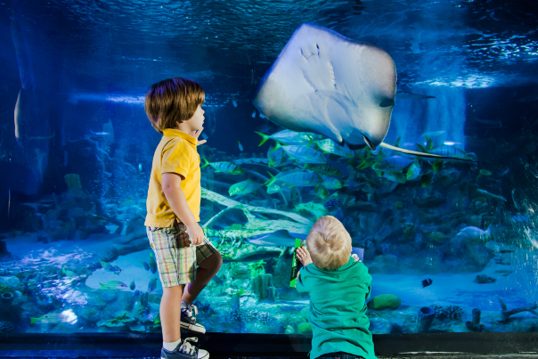 Sea Life Grapevine Aquarium