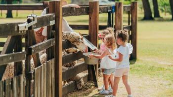 Kids feeding sheep at Nash Farm in Grapevine, Texas