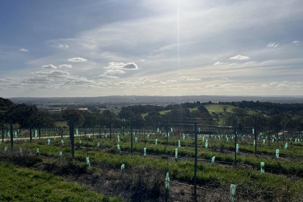 Barossa Valley Vineyard