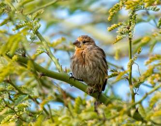 Birding Walk-About, Desert Willow