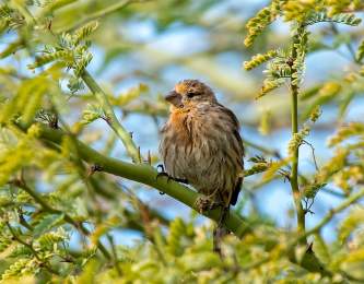 Birding Walk-About, Desert Willow