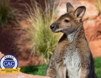 The Living Desert
