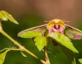 Mission: Pollination!