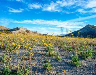 Save up to 15% on Spring Bloom Adventures