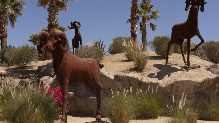 Rams-Big-Horn-Sheep---Ricardo-