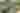 Man in wheelchair smiling as he visits Sunnylands garden