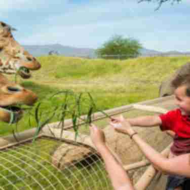 unique family activities living desert