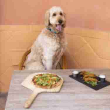 Dog-friendly dining at The Hideout Kitchen + Bar in Palm Desert.