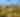 joshua tree featured web