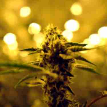 Marijuana