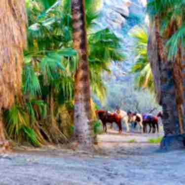 Horseback riding at Indian Canyons