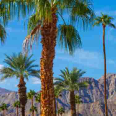 Board Report Header Palm Mountain