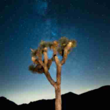 Joshua Tree National Park