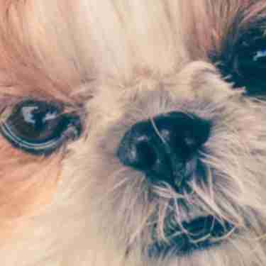 doggroomheader__hero.jpg