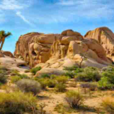joshua tree featured web