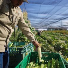 GPS23_Coachella_Agriculture_Temalpakh_Farms_001