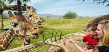 unique family activities living desert