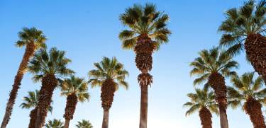 palm trees