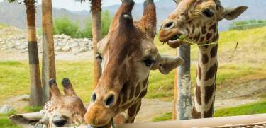 Living Desert Giraffe