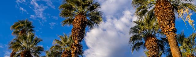 Palm Trees & Clouds_iStock
