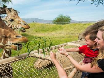unique family activities living desert