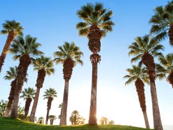 palm trees
