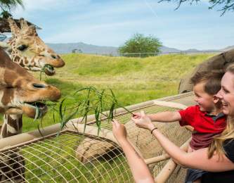 unique family activities living desert