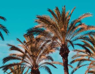 palm trees against blue sky