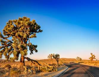 Joshua Tree National Park