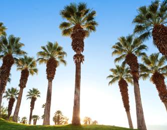 Palm Tree Views