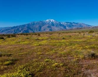 Wildflowers in Greater Palm Springs