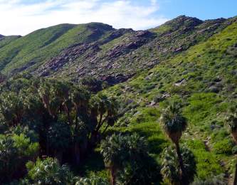 Palm Tree, Mountain Canyon