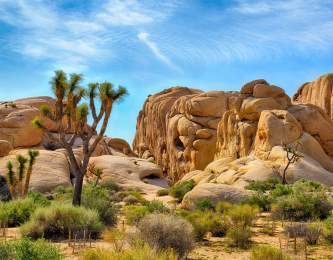 joshua tree outdoors web