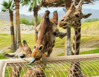 Living Desert Giraffe