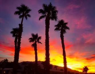 Palm trees