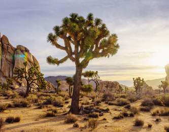 Joshua Tree National Park